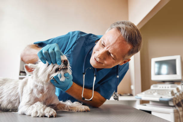 Best Emergency X-Rays and Diagnostics in Kean University, NJ